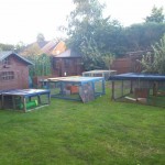 Grazing facilities for rabbits and guineas!