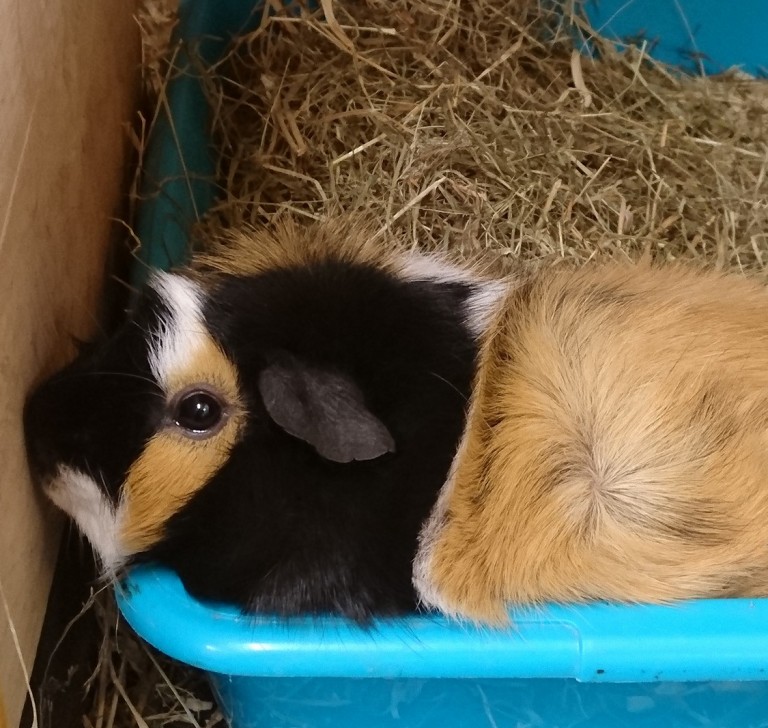Guinea Pig Adoption Ashtead Pet Boarding & Guinea Pig Rescue