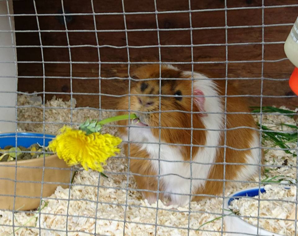 Ashtead Pet Boarding & Guinea Pig Rescue Small Pet Boarding and