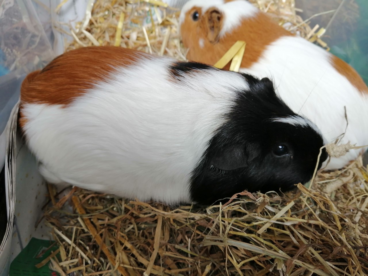 Guinea Pig Adoption Ashtead Pet Boarding & Guinea Pig Rescue
