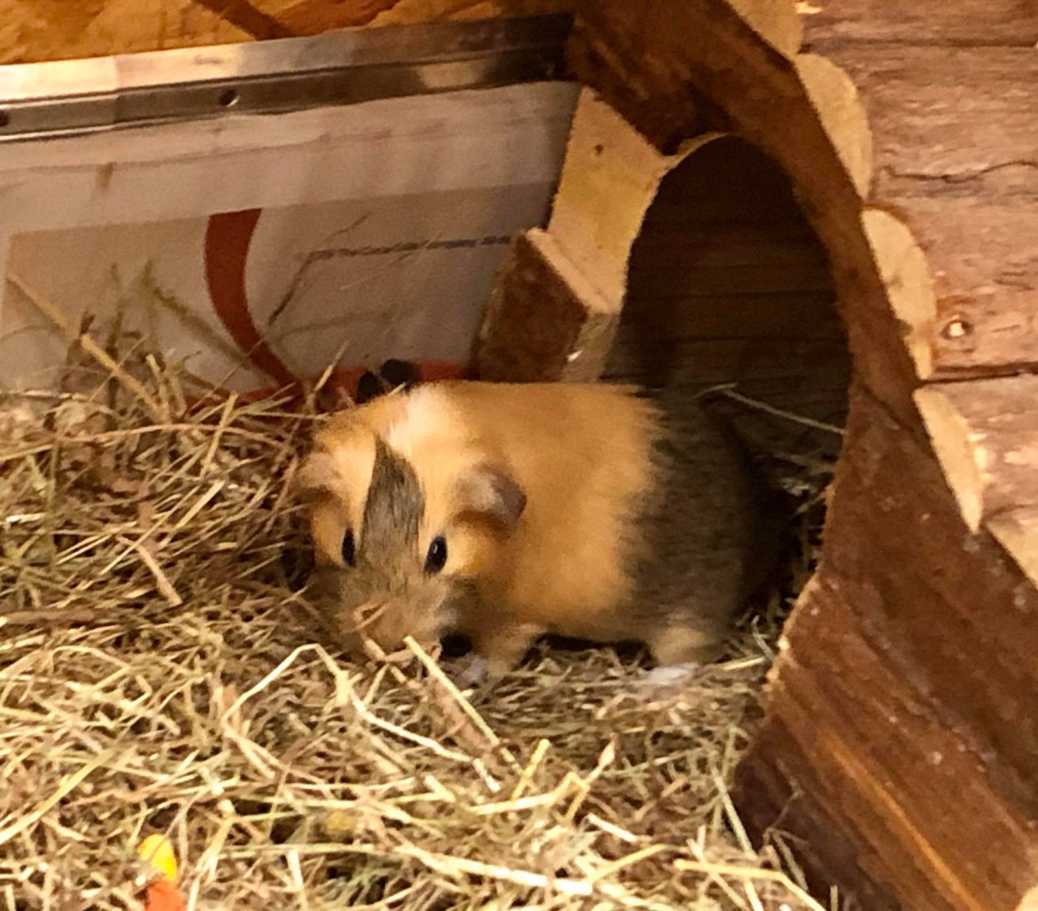Guinea Pig Adoption Ashtead Pet Boarding & Guinea Pig Rescue
