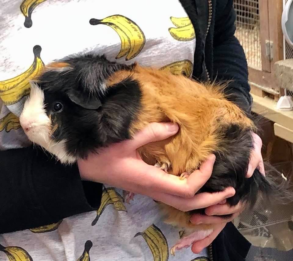 Guinea Pig Adoption Ashtead Pet Boarding & Guinea Pig Rescue