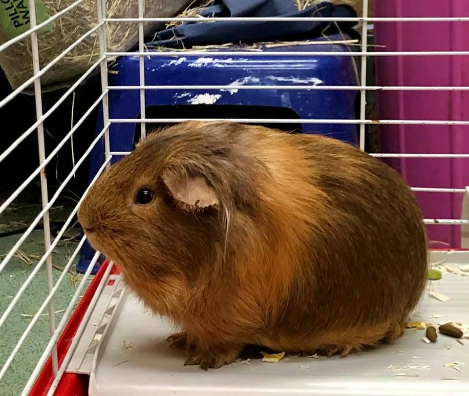 Guinea Pig Adoption Ashtead Pet Boarding & Guinea Pig Rescue