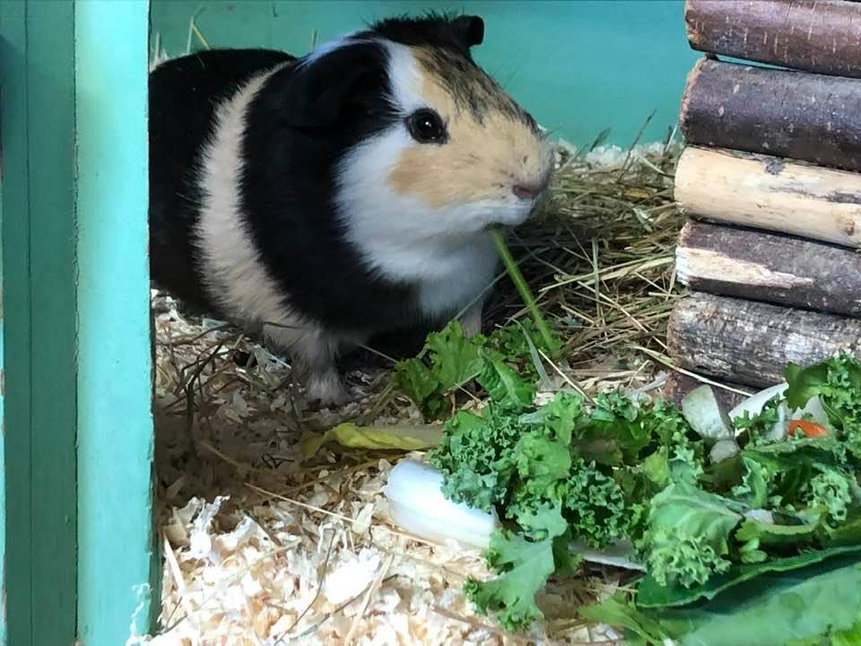 Guinea Pig Adoption Ashtead Pet Boarding & Guinea Pig Rescue