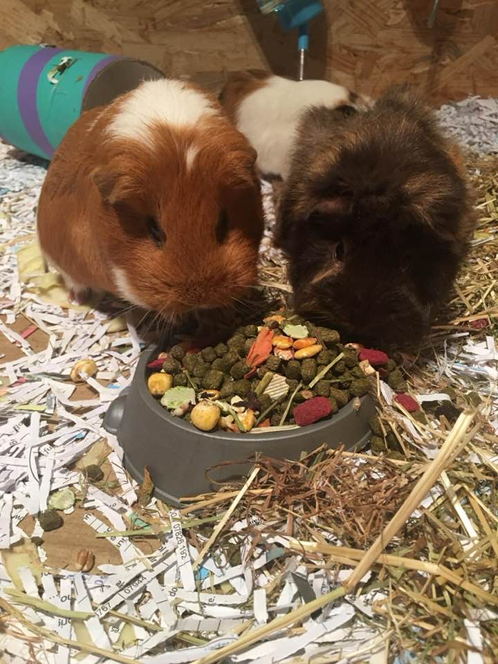 Guinea Pig Adoption Ashtead Pet Boarding & Guinea Pig Rescue