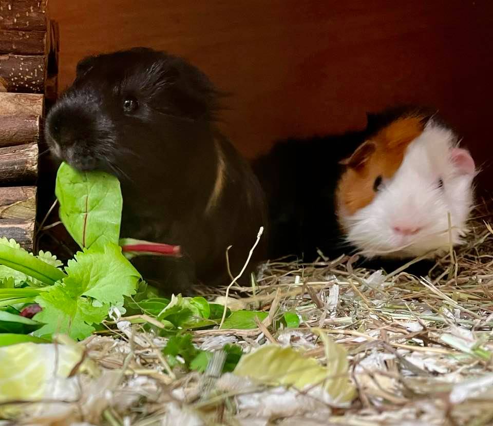 Guinea Pig Adoption Ashtead Pet Boarding & Guinea Pig Rescue