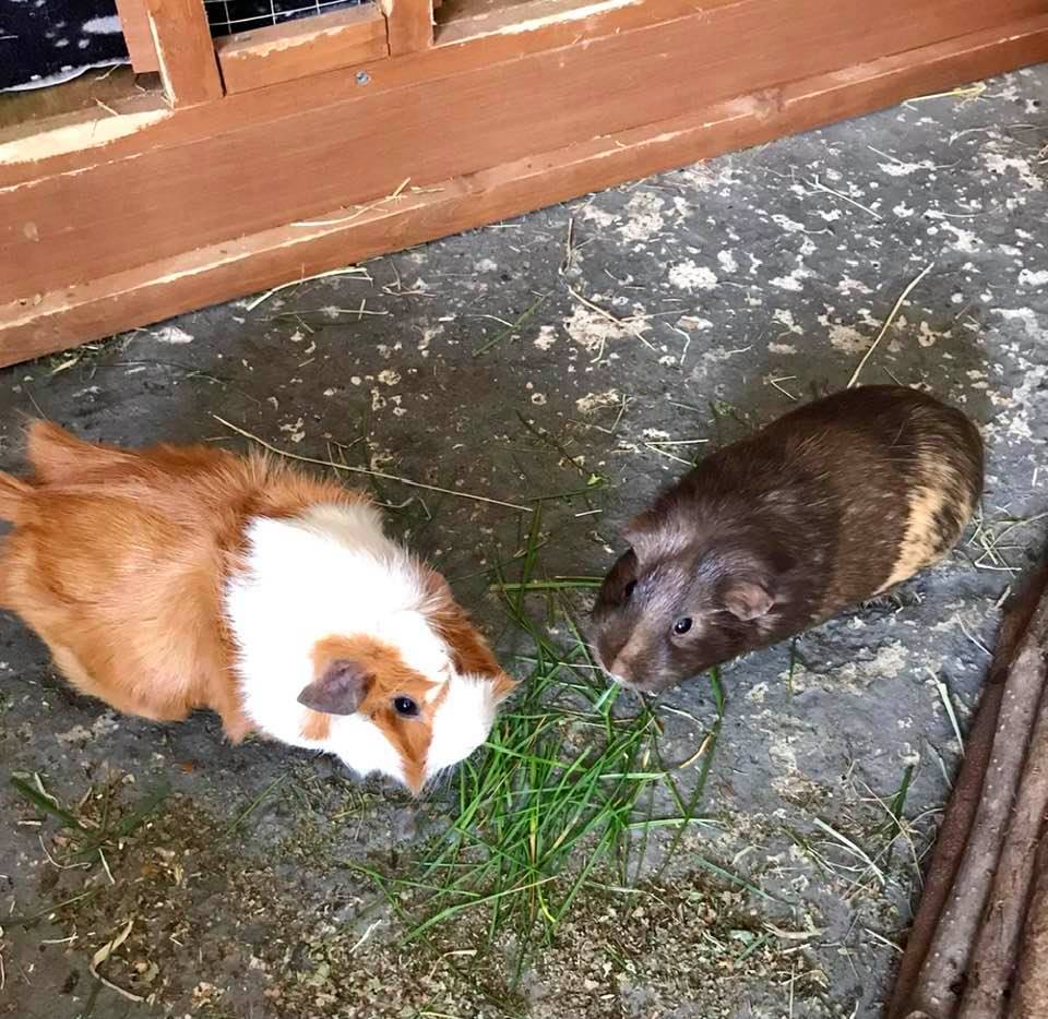 Guinea Pig Adoption Ashtead Pet Boarding & Guinea Pig Rescue
