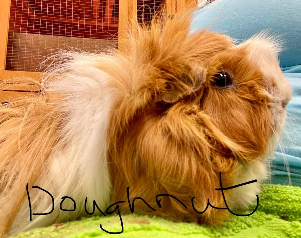 Guinea Pig Adoption Ashtead Pet Boarding & Guinea Pig Rescue