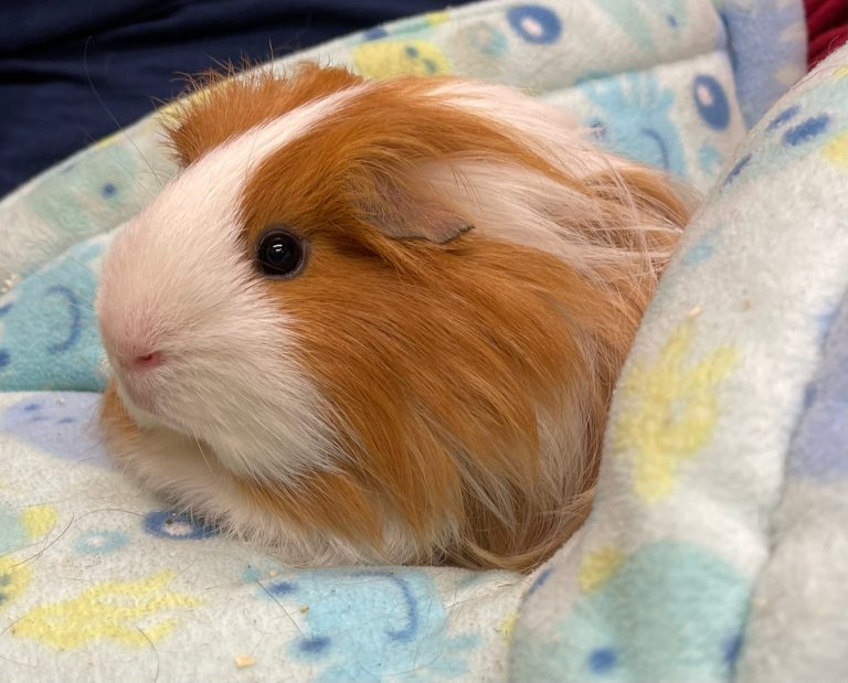 Surrendering Guinea Pigs Ashtead Pet Boarding & Guinea Pig Rescue