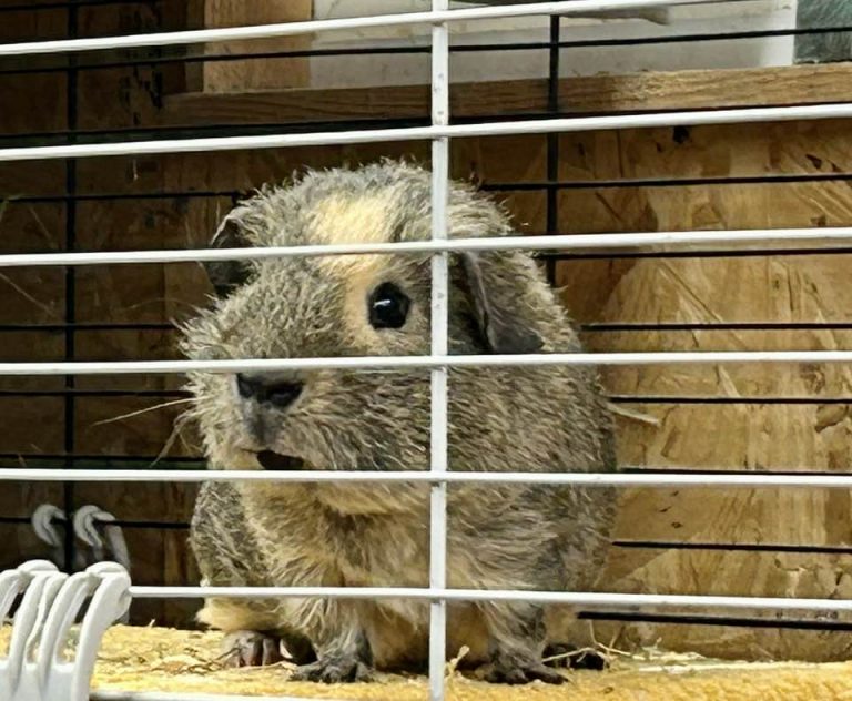 Guinea Pigs For Adoption Ashtead Pet Boarding & Guinea Pig Rescue