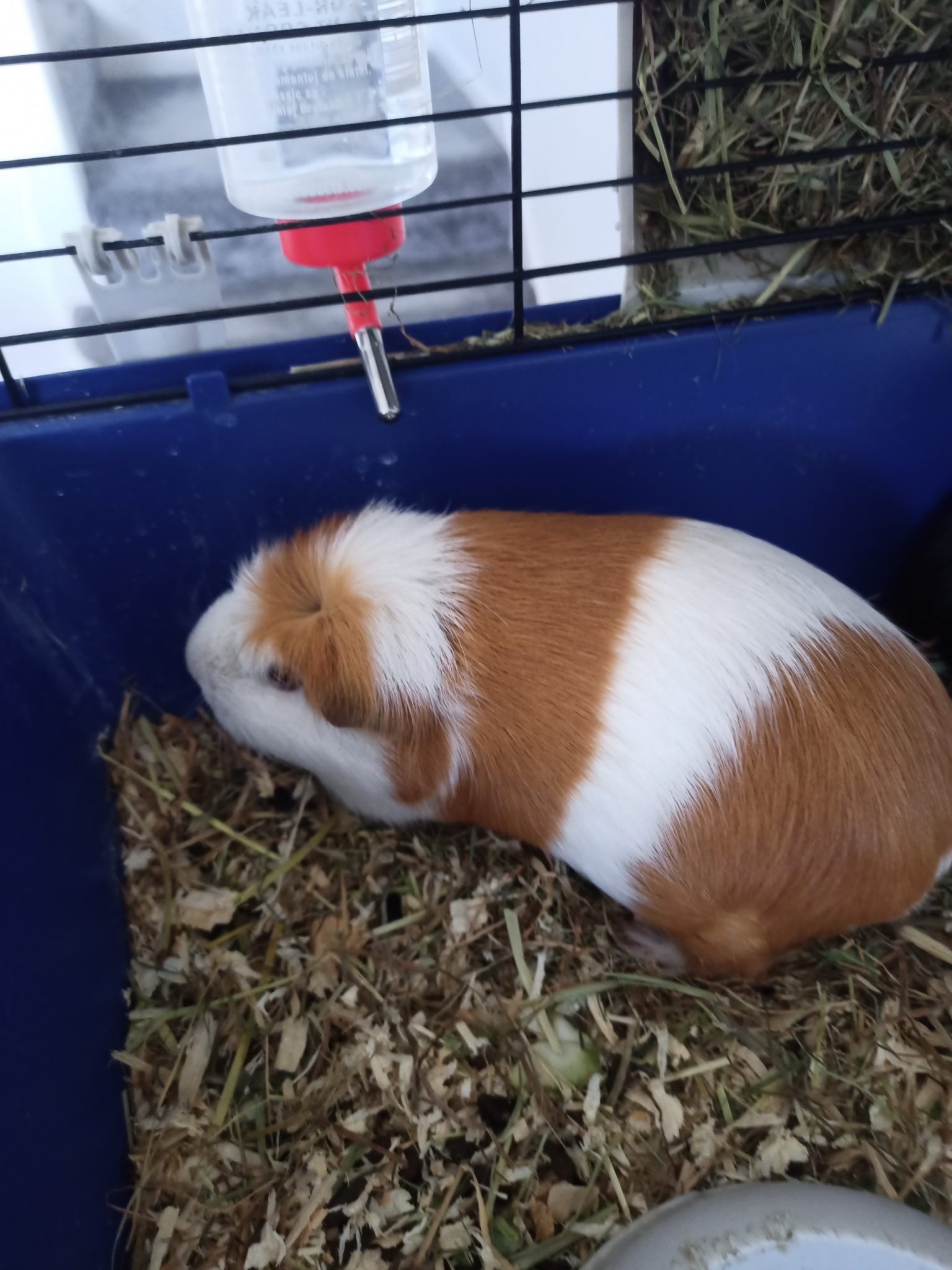 Curated visual reference: Visual Reference: Guinea Pigs For Adoption Ashtead Pet Boarding Guinea Pig Rescue